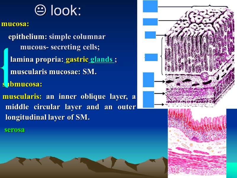  look:    mucosa:    epithelium: simple columnar  mucous-